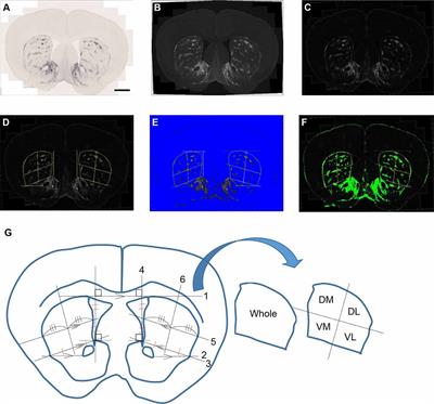 Frontiers | Spatiotemporal Up-Regulation Of Mu Opioid Receptor 1 In ...